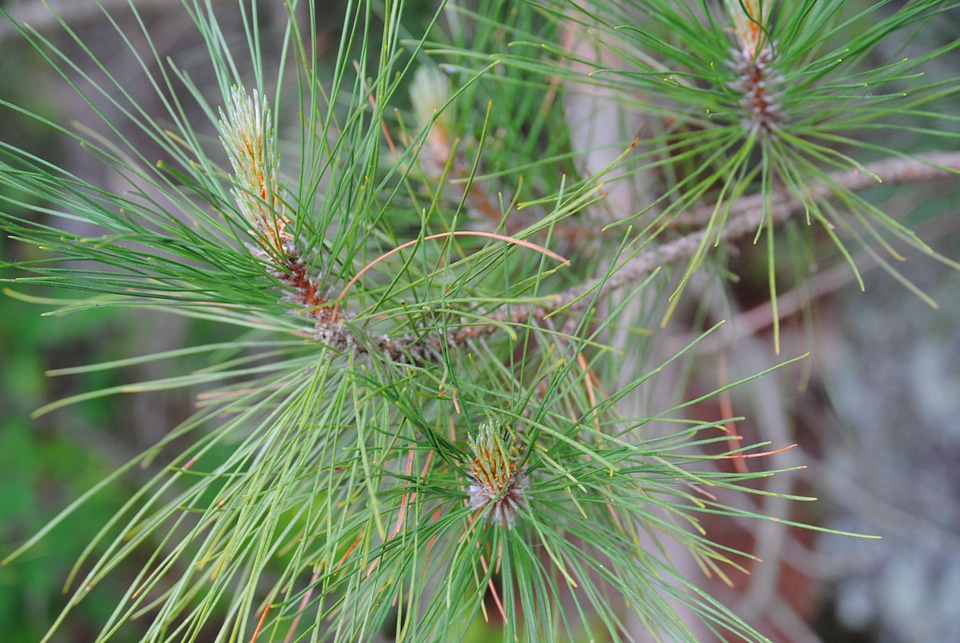 North woods tree