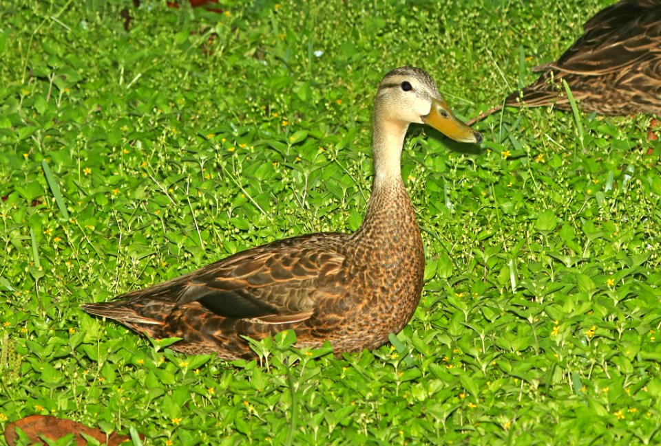 030 - MOTTLED DUCK (4-28-2019) convention center, south padre island, cameron co, tx -02