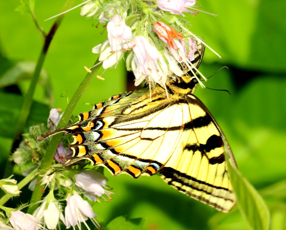 SWALLOWTAIL, CANADIAN (Papilio canadensis) (6-7-2018) rice lake n w r, aitkin co, mn -01