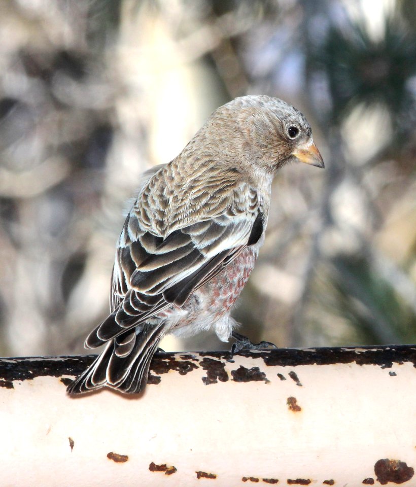 958 - BROWN-CAPPED ROSY-FINCH (12-8-2014) sandia crest, bernalillo co, nm -01