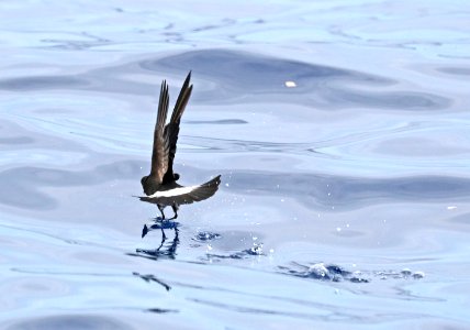 141 - WILSON'S STORM-PETREL (5-31-2017) off hatteras, dare co, nc (8)
