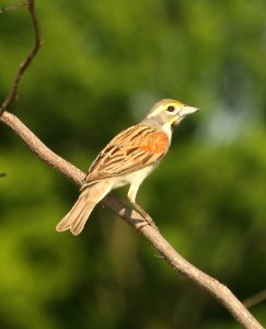 927 - DICKCISSEL (5-28-2018) rick evans prairie w m a, hemstead co, ar -01 (3)