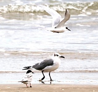 389 - FORSTER'S TERN (11-7-2016) boca chica beach, cameron co, tx -03 photo