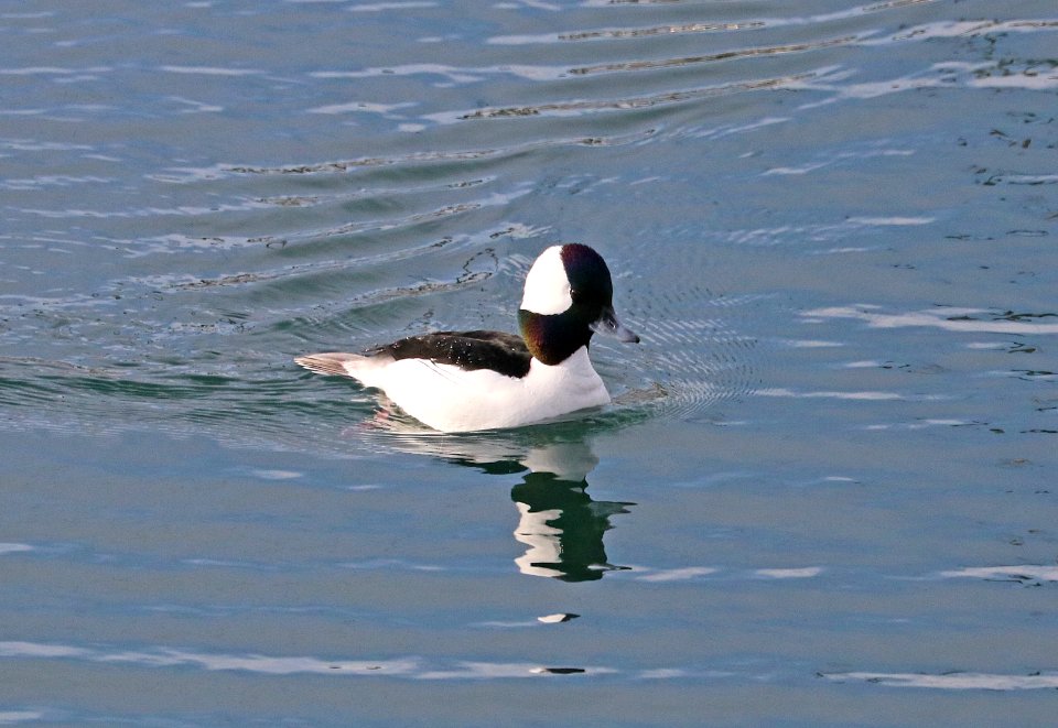 057 - BUFFLEHEAD (12-31-2017) yaquina bay, newport, lincoln co, or -03