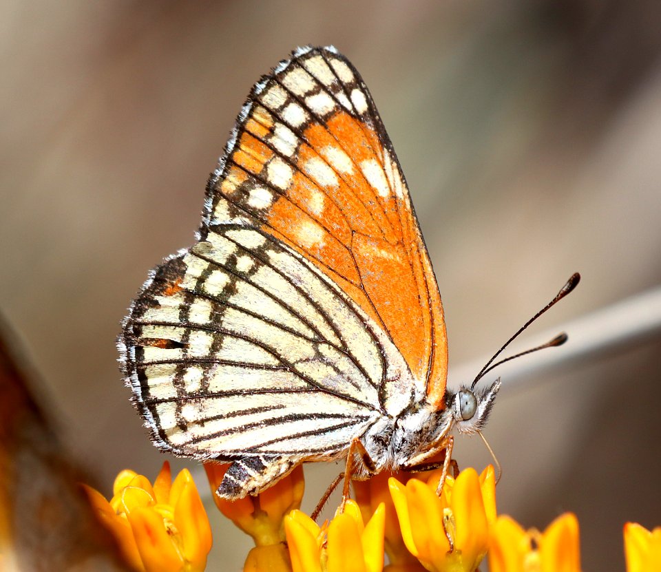 CHECKERSPOT, BLACK (Chlosyne cyneas) (6-14-2020) miller canyon, huachuca mts, cochise co, az -09