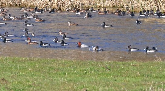 042 - COMMON POCHARD (12-29-2016) redwood creek, orick, humboldt co, ca -08