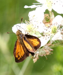 SKIPPER, HOBOMOK (Poanes hobomok)) (6-4-2015) chittenden co, vt -03