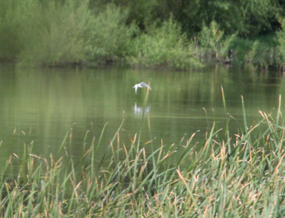 382 - TERN, sp? (8-24-13) patagonia lake, scc, az -04