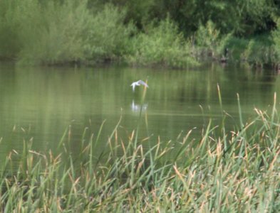 382 - TERN, sp? (8-24-13) patagonia lake, scc, az -04