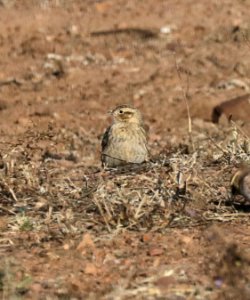 791 - CHESTNUT-COLLARED LONGSPUR (11-14-2015) tank at mex border, san rafael grasslands, santa cruz co, az -09