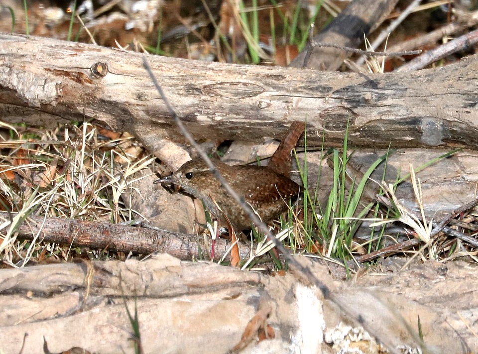 694 - WINTER WREN (3-4-2017) patagonia lake, santa cruz co, az -02