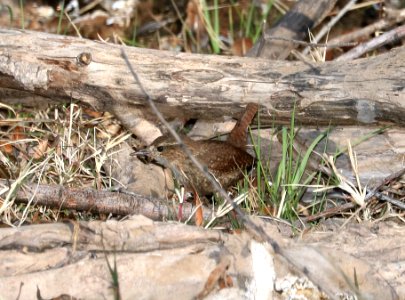694 - WINTER WREN (3-4-2017) patagonia lake, santa cruz co, az -02