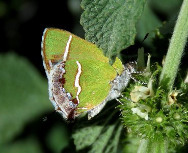 HAIRSTREAK, SILVER-BANDED (Chlorostrymon simaethis) (5-6-2020) upper peppersauce canyon, santa catalina mts, pinal co, az -01