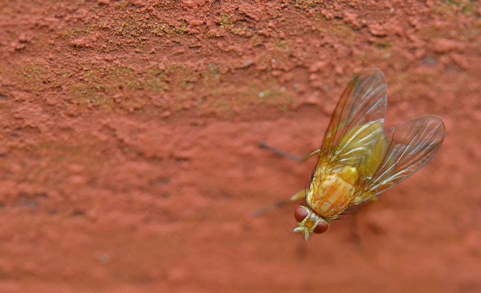 Bug summer macro