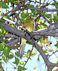 583 - 584 - PACIFIC SLOPE or CORDILLERAN FLYCATCHER (11-3-2017) patagonia lake, santa cruz co, az -01