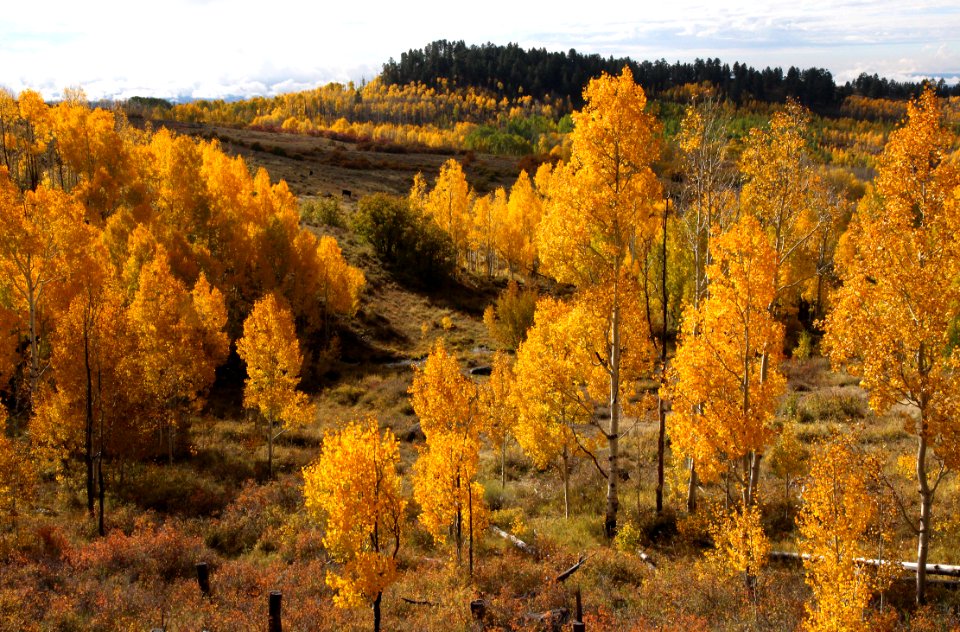 BOULDER MT, GARFIELD COUNTY, UT - 2016-09-30 fall color (6)