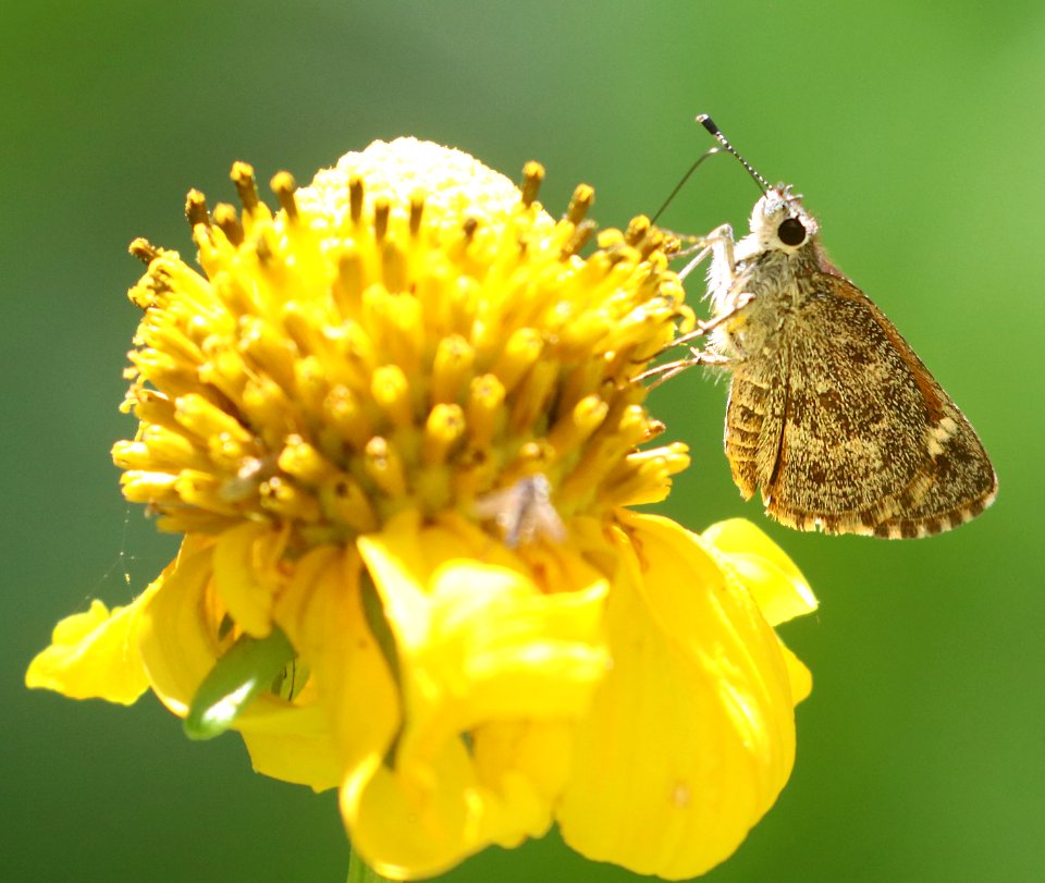 ROADSIDE-SKIPPER, CASSUS (Amblyscirtes cassus) (6-30-2020) 7150 ft, at a creek 0.4 miles down comfort springs trail from ramsey cayn vista c g, cochise co, az -03