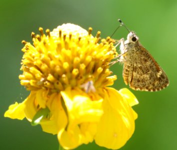 ROADSIDE-SKIPPER, CASSUS (Amblyscirtes cassus) (6-30-2020) 7150 ft, at a creek 0.4 miles down comfort springs trail from ramsey cayn vista c g, cochise co, az -03