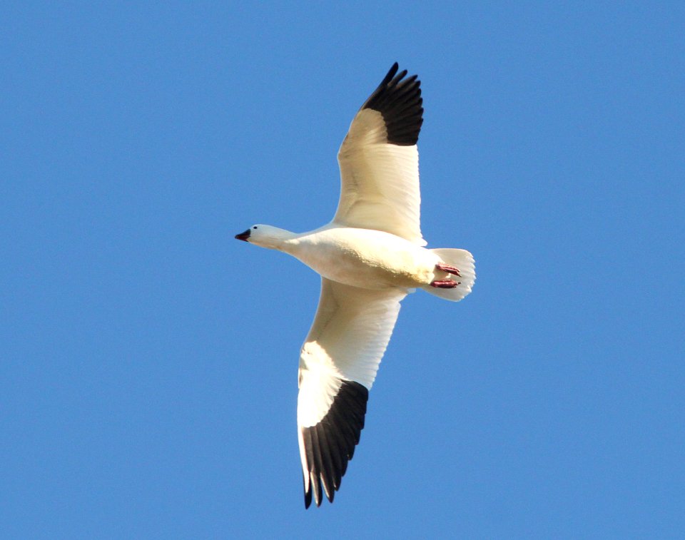 013 - ROSS'S GOOSE (11-16-10) salton sea, ca (2)