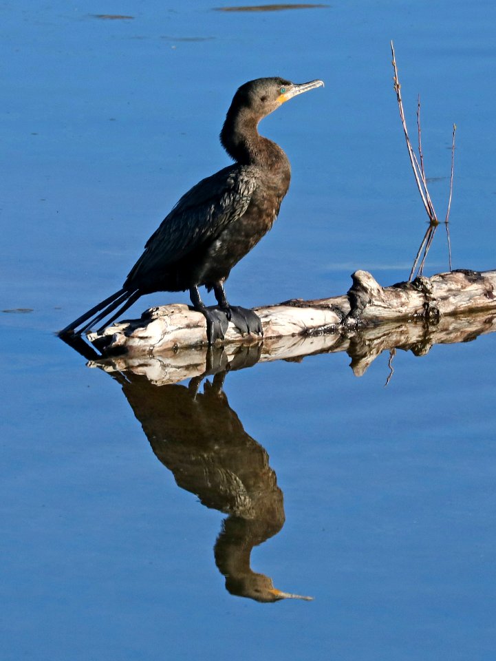 169 - NEOTROPIC CORMORANT (3-8-2017) west end patagonia lake, santa cruz co, az -02