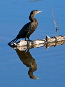 169 - NEOTROPIC CORMORANT (3-8-2017) west end patagonia lake, santa cruz co, az -02