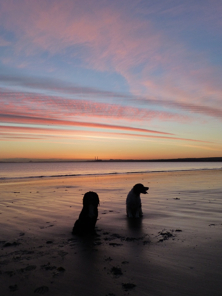Pet beach sea