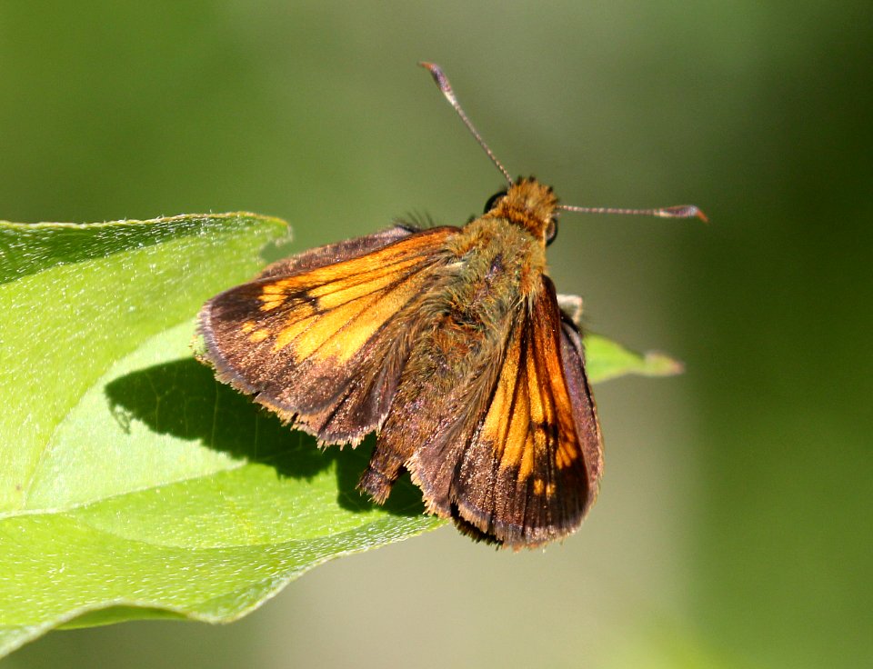SKIPPER, HOBOMOK (Poanes hobomok)) (6-4-2015) chittenden co, vt -02