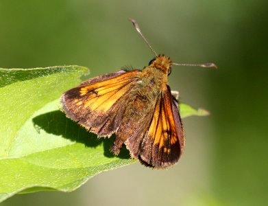 SKIPPER, HOBOMOK (Poanes hobomok)) (6-4-2015) chittenden co, vt -02