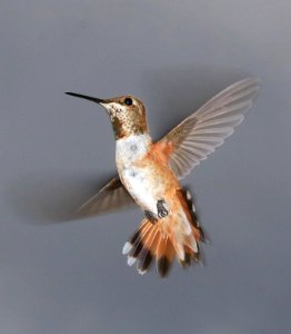 505 - ALLEN'S HUMMINGBIRD (9-6-2016) adult female,78 circulo montana, patagonia lake ranch estates, scc, az -06