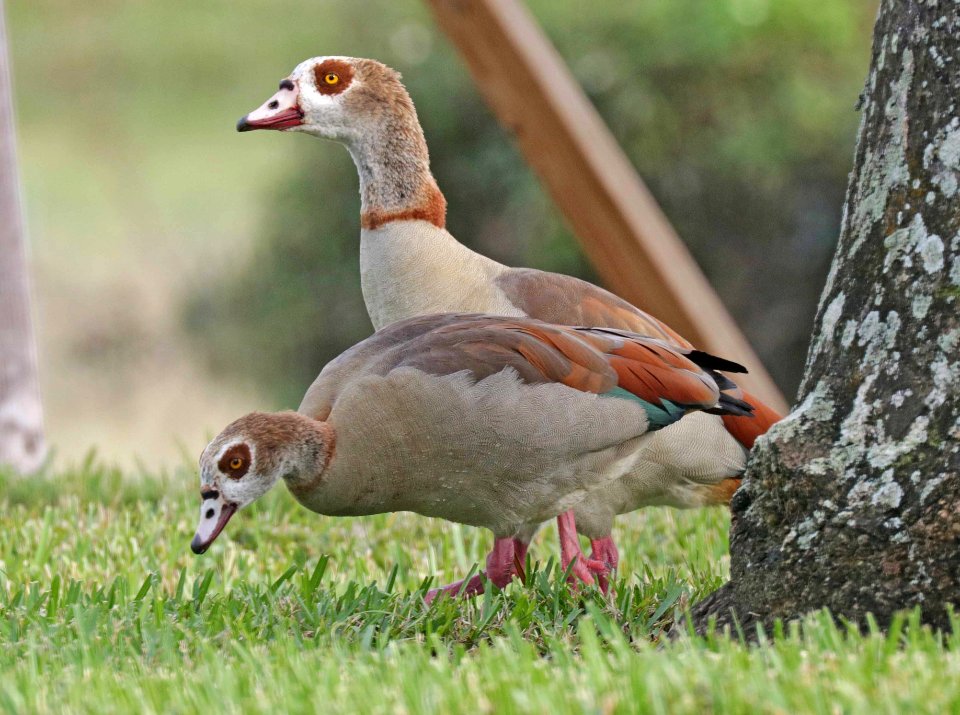 021.5 - EGYPTIAN GOOSE (1-31-2016) miami-dade co, fl -02