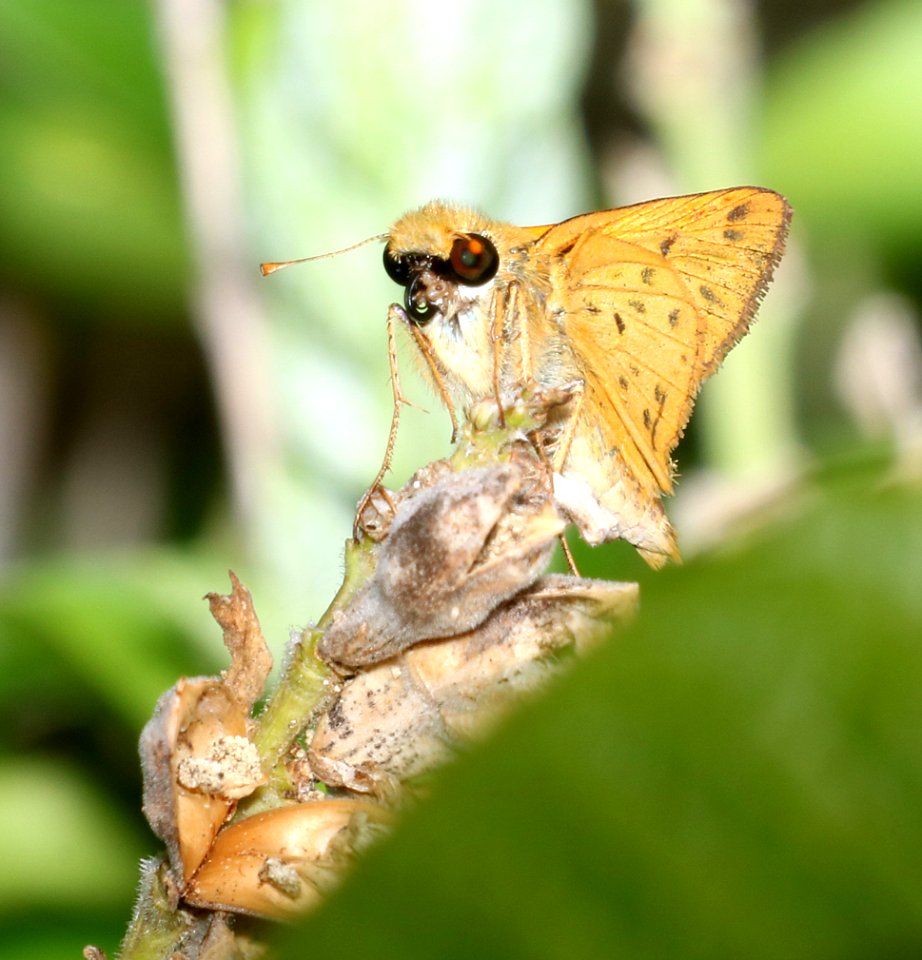 SKIPPER, FIERY (Hylephila phyleus) (9-3-2017) keokea beach park, hawi area, hawai'i co, hawaii -01