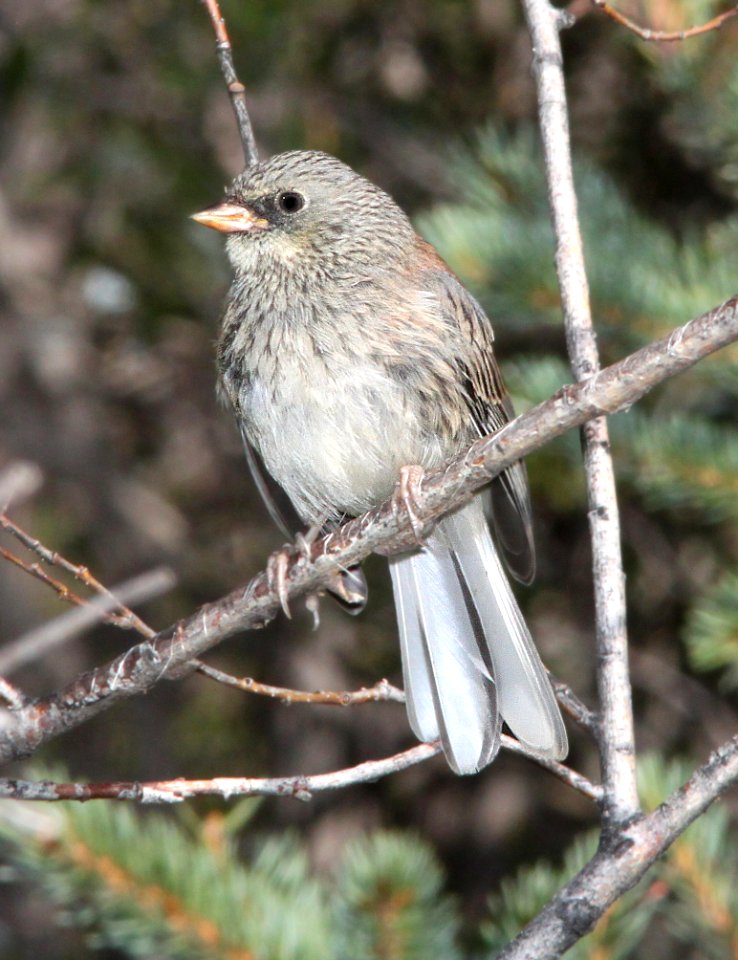 899 - DARK-EYED JUNCO (8-19-13) grey-headed form, juv, 8500 ft, spectacle lake c g, rio grande nat for, conejo co, co -03