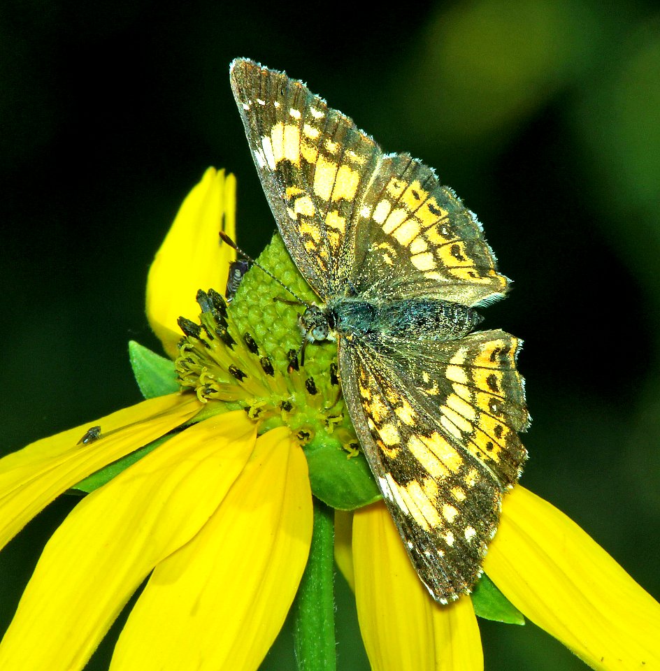 CHECKERSPOT, SILVERY (Chlosyne nycteis) (7-19-2014) 8000ft, west fork (san juan river) campground, mineral co, co -01