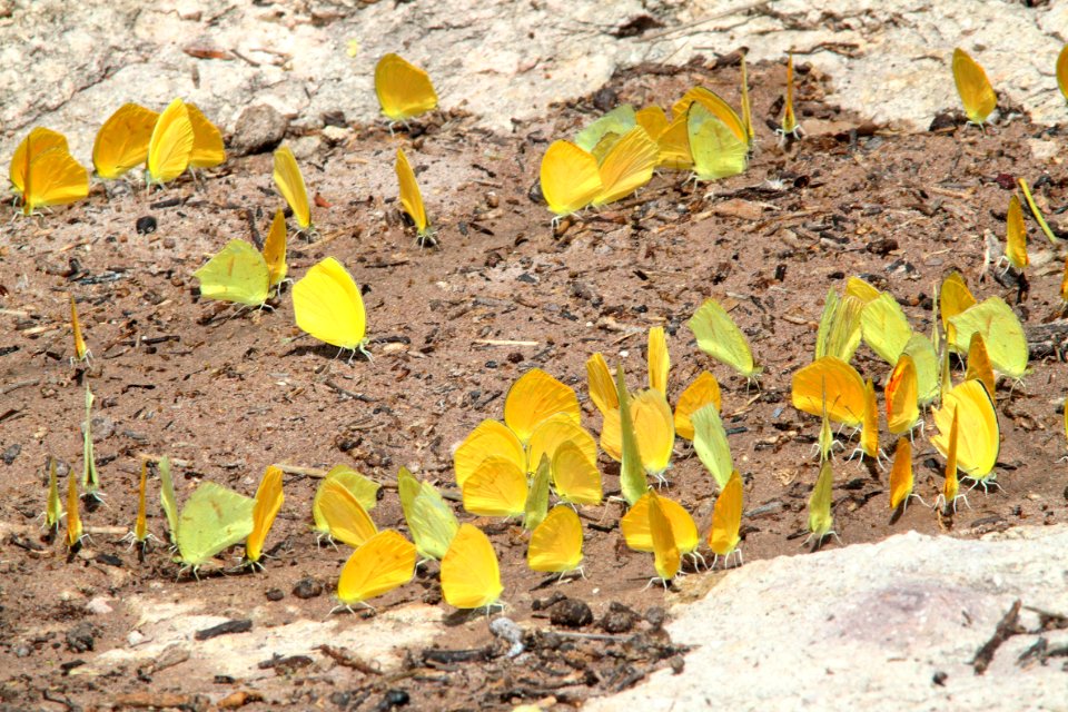 CLOUDLESS SULPHUR, SLEEPY ORANGE, TAILED ORANGE & S DOGFACE puddling (9-10-12) sycamore canyon, scc, az -03