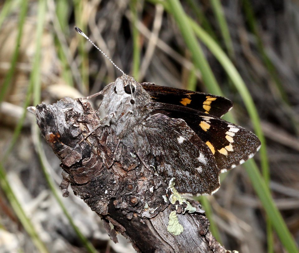 GIANT-SKIPPER, HUACHUCA (Agathymus evansi) (10-3-11) sawmill canyon, huachuca mts, cochise co, az -01b