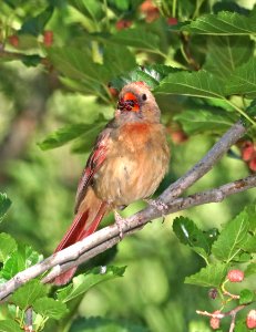 916 - NORTHERN CARDINAL (5-27-2016) patagonia lake, santa cruz co, az -01