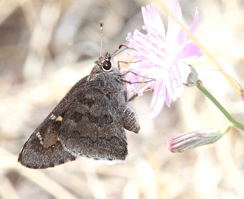 SKIPPER, ACACIA (Cogia hippalus) (6-2-11) bog hole, san rafael grasslands, scc,az  (2)