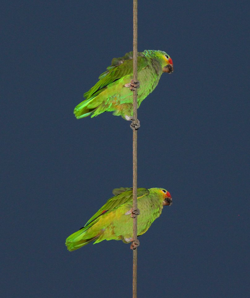 RED-LORED PARROT (2-10-2015) oliviera park, brownsville, cameron co, tx -01