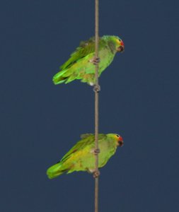 RED-LORED PARROT (2-10-2015) oliviera park, brownsville, cameron co, tx -01
