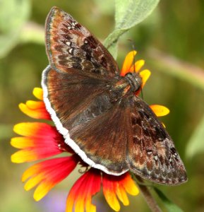 DUSKYWING, MOURNFUL (Erynnis tristis) (4-27-12) south of rocksprings, tx
