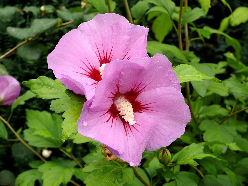 Nature garden bloom