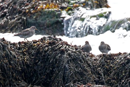 322 - PURPLE SANDPIPER (5-20-2015) seal rocks, rockingham co, new hampshire -09