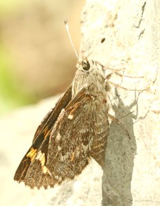 GIANT-SKIPPER, ARIZONA (Agathymus aryxna) (9-21-2019) garden canyon, ft huachuca, huachuca mts, cochise co, az -02