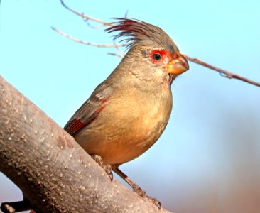 917 - PYRRHULOXIA (3-9-2020) hereford, cochise co, az -02