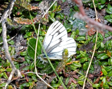 WHITE, ARCTIC  (Pieris angelica) (6-10-2016) kougarok road, nome, alaska -03