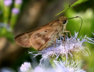 SKIPPER, VIOLET-BANDED (Nyctelius nyctelius) (10-29-2015) resaca de las palma s p, cameron co, tx