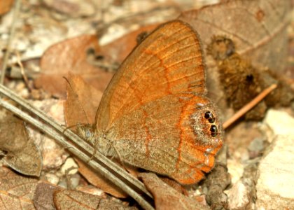 SATYR, NABOKOV'S (Cyllopsis pyracmon) (9-21-2019) garden canyon, ft huachuca, huachuca mts, cochise co, az -01