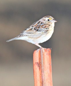 884 - GRASSHOPPER SPARROW (5-3-2015) san rafael grasslands, santa cruz co, az -01