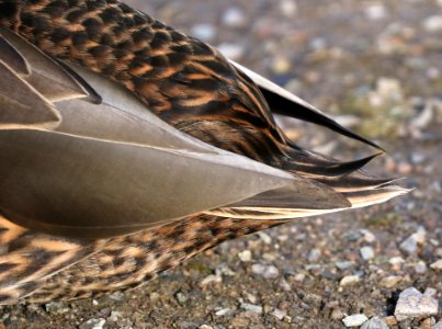 027 - MALLARD (Northern x Mexican hybrid male) (12-5-2016) farmington, san juan co, new mexico -b(8)