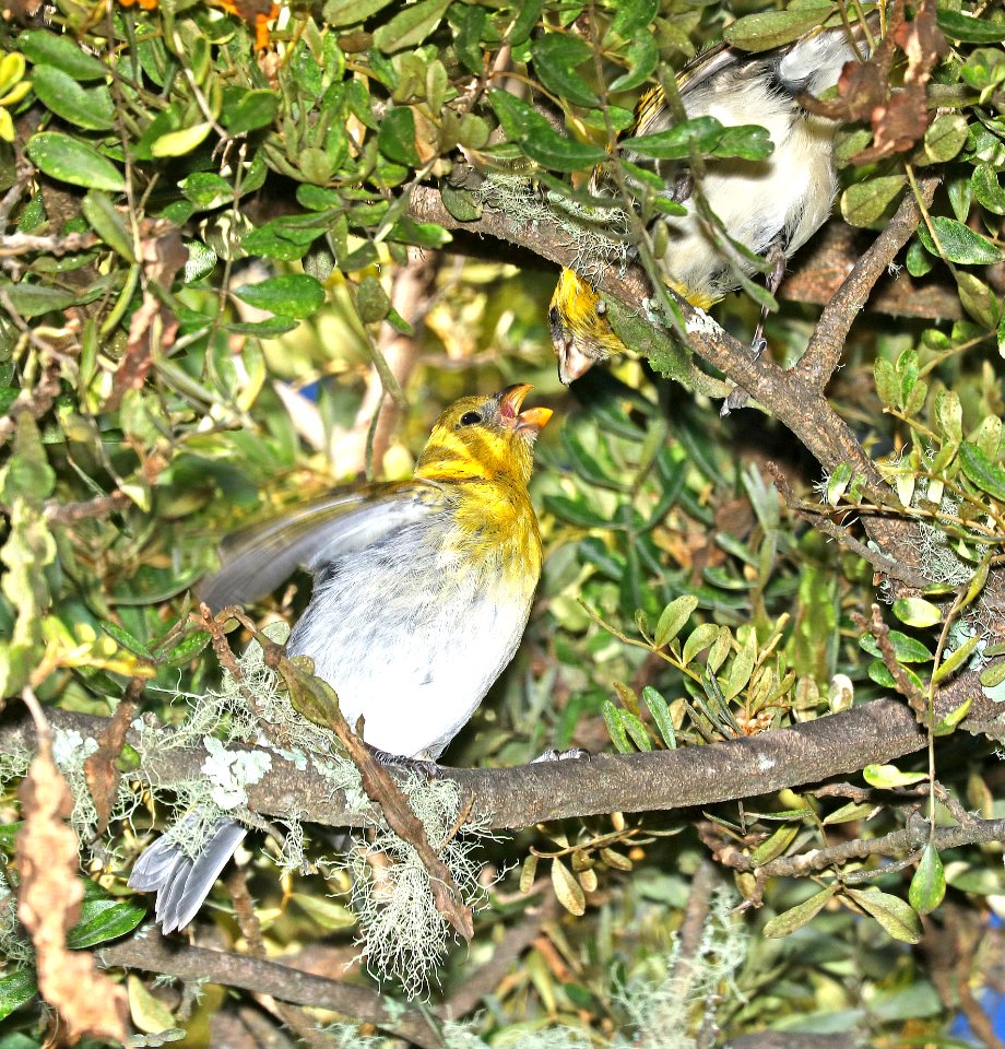 PALILA (9-1-2017) palila trail, Pu'u La'au area, hawai'i co, hawaii -13 juv begging from adult female